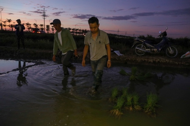 vietnamese farmers transplant rice seedlings at night to avoid scorching heat