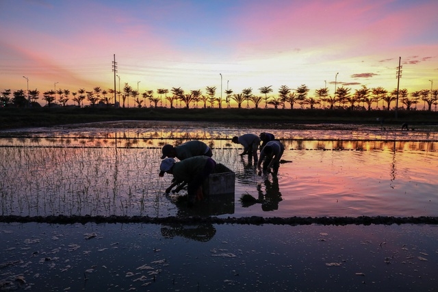 vietnamese farmers transplant rice seedlings at night to avoid scorching heat