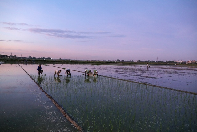 vietnamese farmers transplant rice seedlings at night to avoid scorching heat