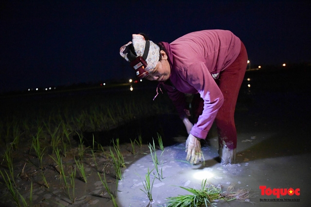 vietnamese farmers transplant rice seedlings at night to avoid scorching heat