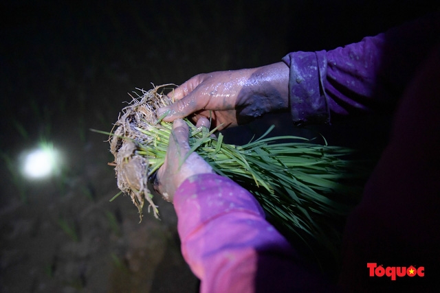 vietnamese farmers transplant rice seedlings at night to avoid scorching heat