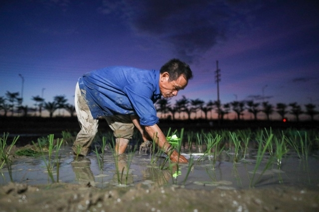 Vietnamese farmers transplant rice seedlings at night to avoid scorching heat