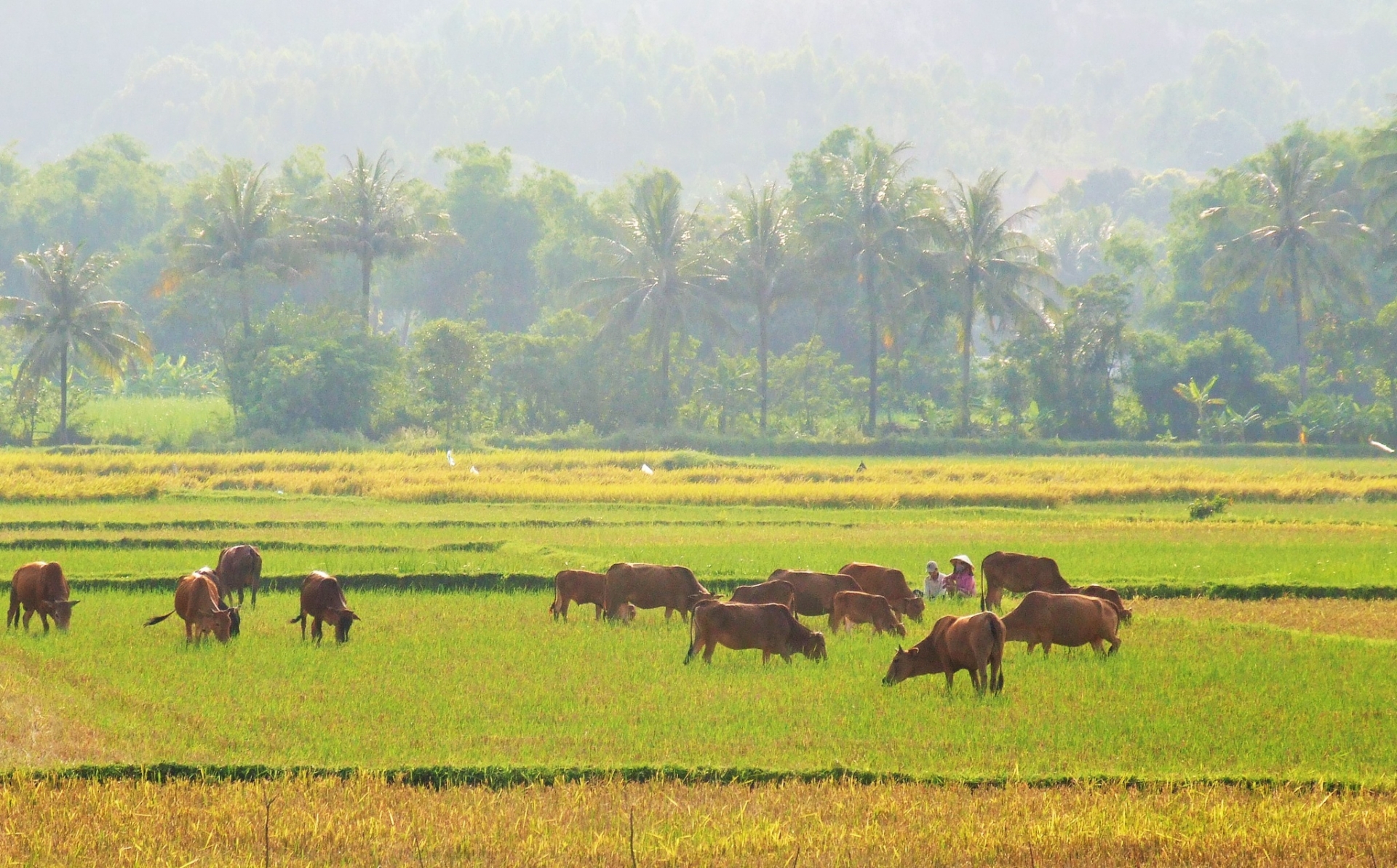 Wake up to the sunshine of Phu Yen