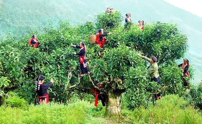 Three most expensive teas in Vietnam