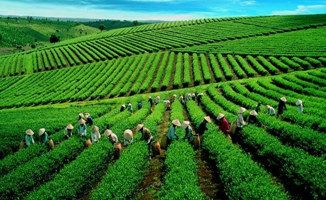 Three most expensive teas in Vietnam