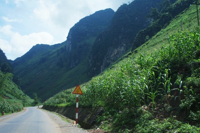 Green corn season on Dong Van rocky plateau