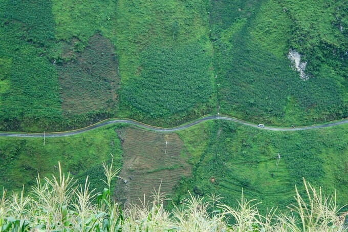 Green corn season on Dong Van rocky plateau