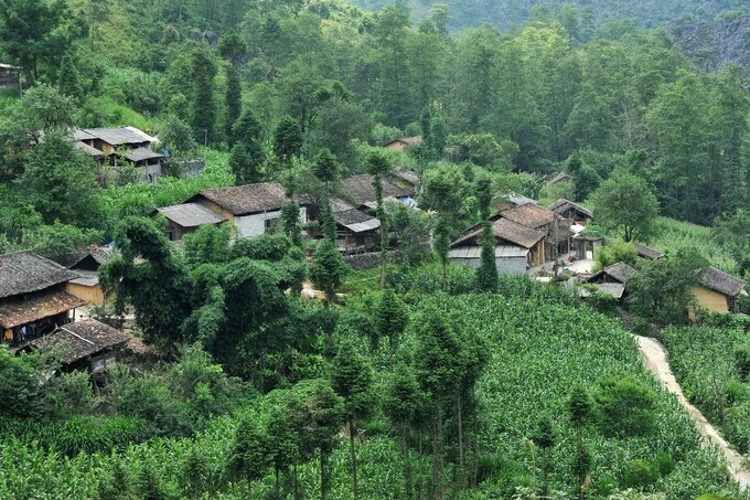 Green corn season on Dong Van rocky plateau