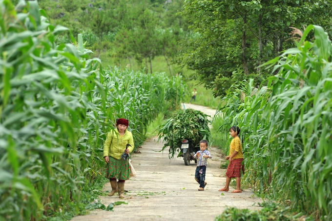 Green corn season on Dong Van rocky plateau