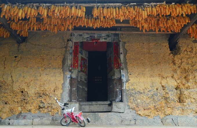 Green corn season on Dong Van rocky plateau