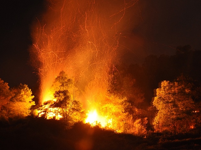The fire engulfs the entire forest area 