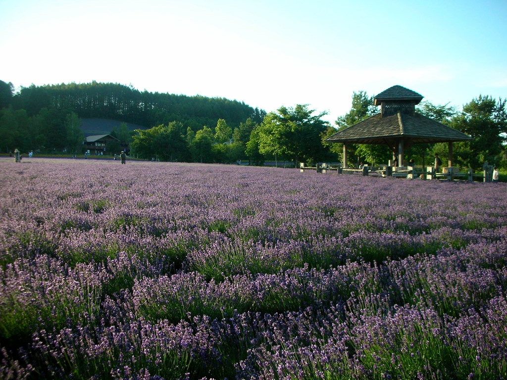 A violet flower carpet