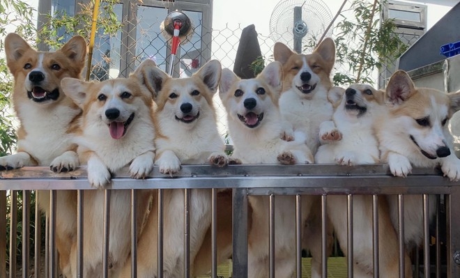 Dogs at Puppy Farm Cafe