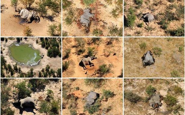 Hundreds of elephants found dead in Botswana, how to save wildlife