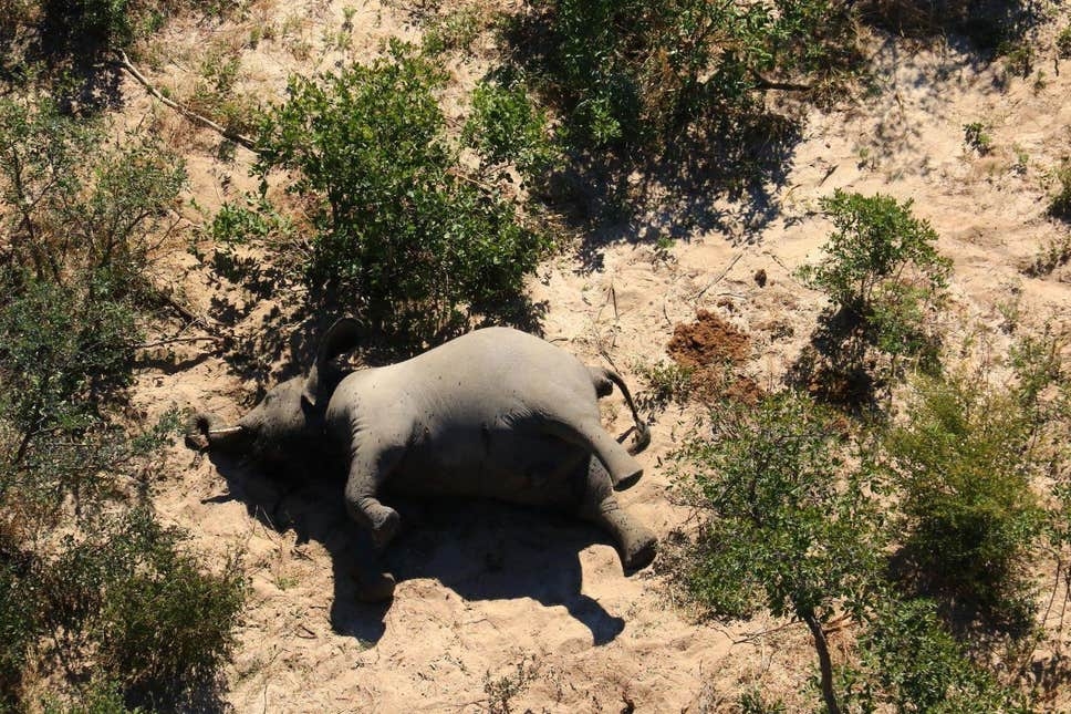 An elephant lies dying in the middle of the forest 