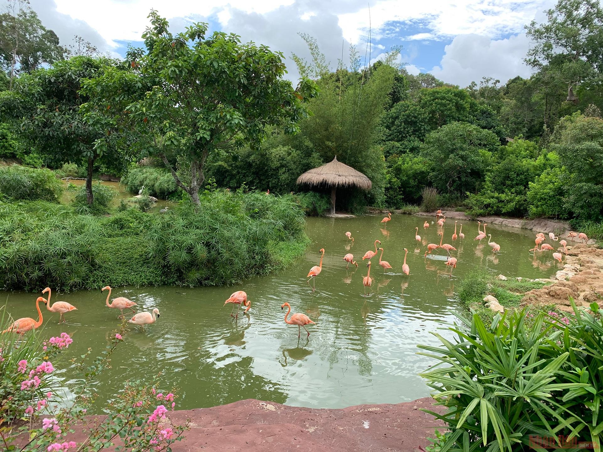 Flamingos attract visitors at the entrance to Safari