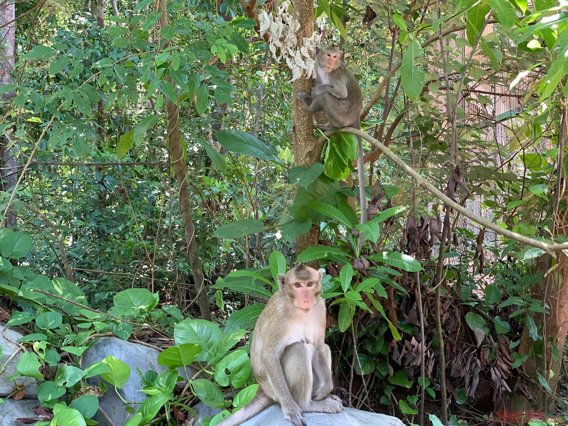 Monkies are either released freely or captivated inside cages 