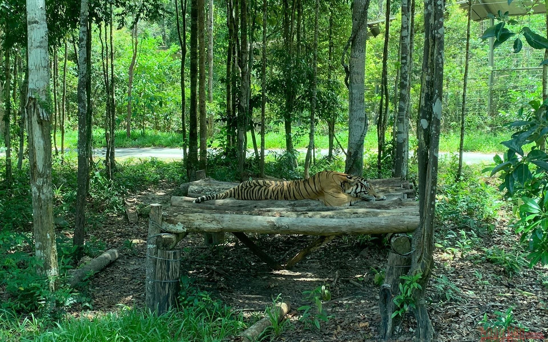 A tiger lying under the shade of trees 