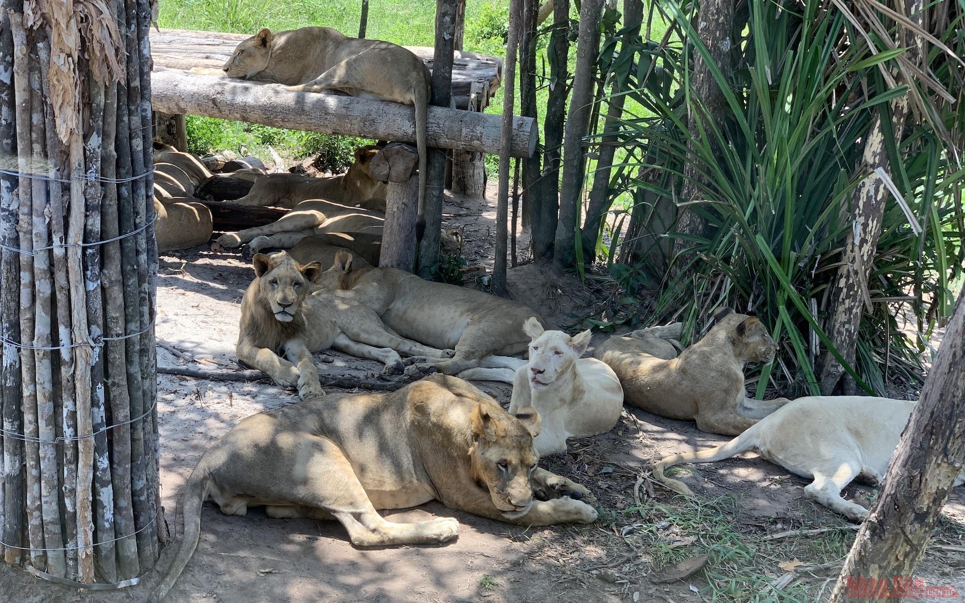 A herd of lions