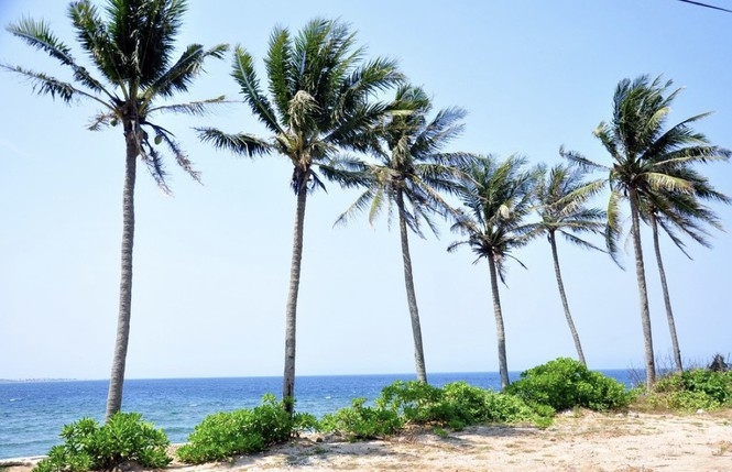 Long lines of coconut palms are iconic in Be island 