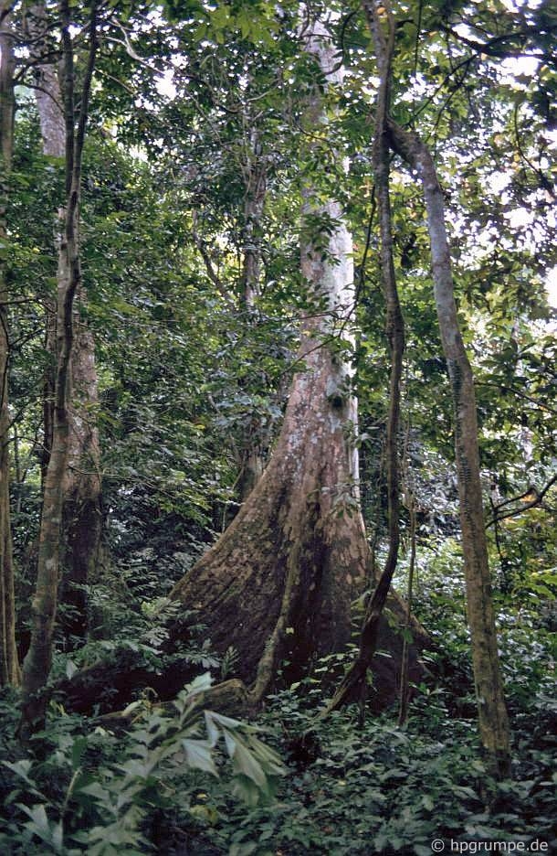 A thousand-year-old arcade tree in Cuc Phuong National Park.