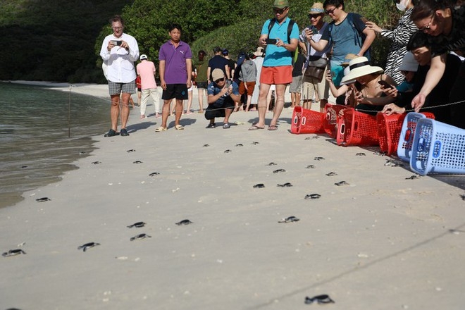 A lot of people come to witness the baby turtle crawling to the sea 