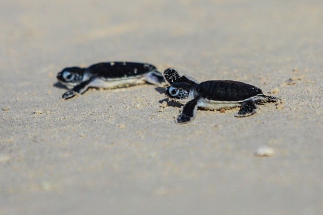 Two cute baby turtles heading to the sea 