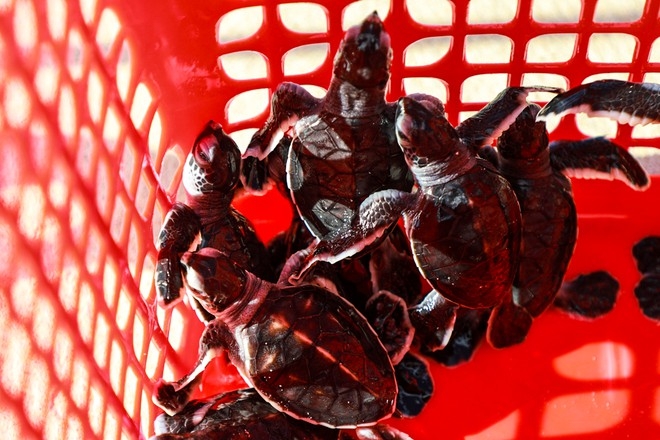 The baby turtles are put into a basket and brought to the sea before being released 