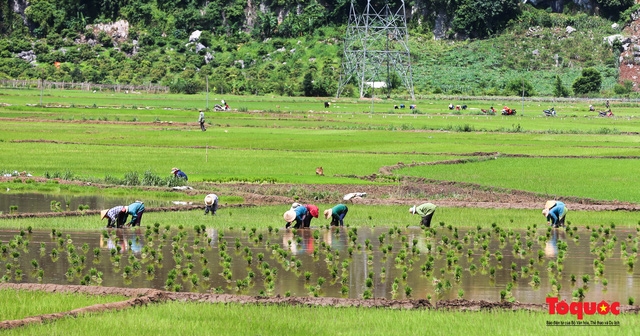 Vietnam Top Destination: Moc Chau rice paddy fields glitters in watery season