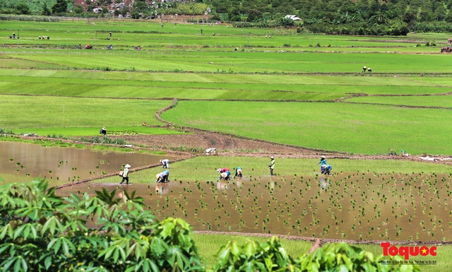 Vietnam Top Destination: Moc Chau rice paddy fields glitters in watery season