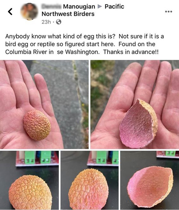 a foreigner arouses interests for mistaking lychee shells for mystery eggshells