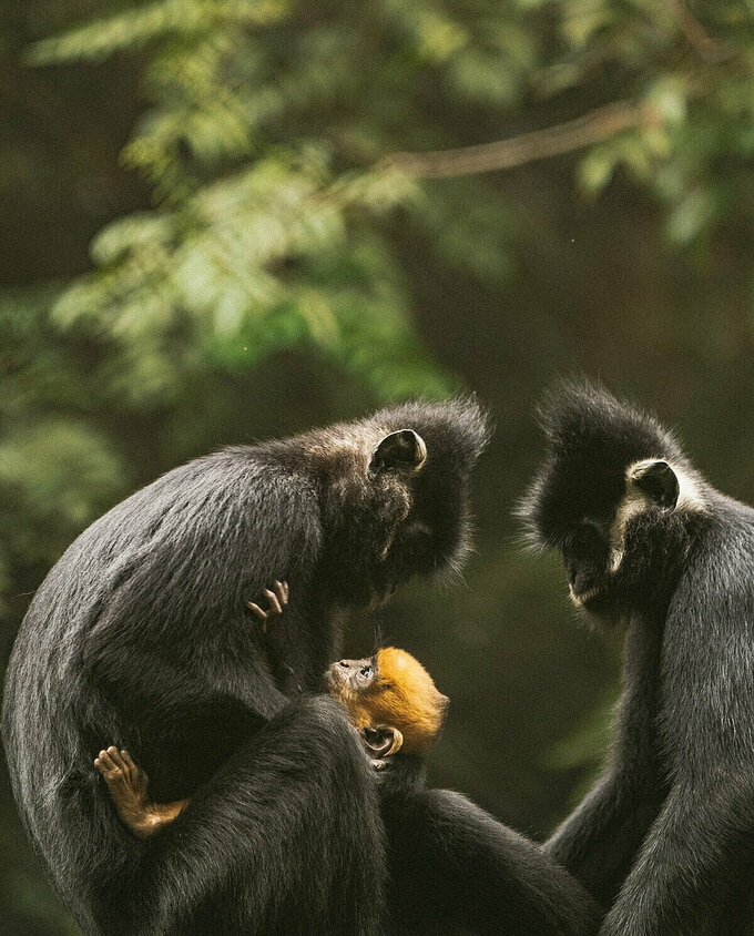 vietnam national parks gets rave reviews on new york times