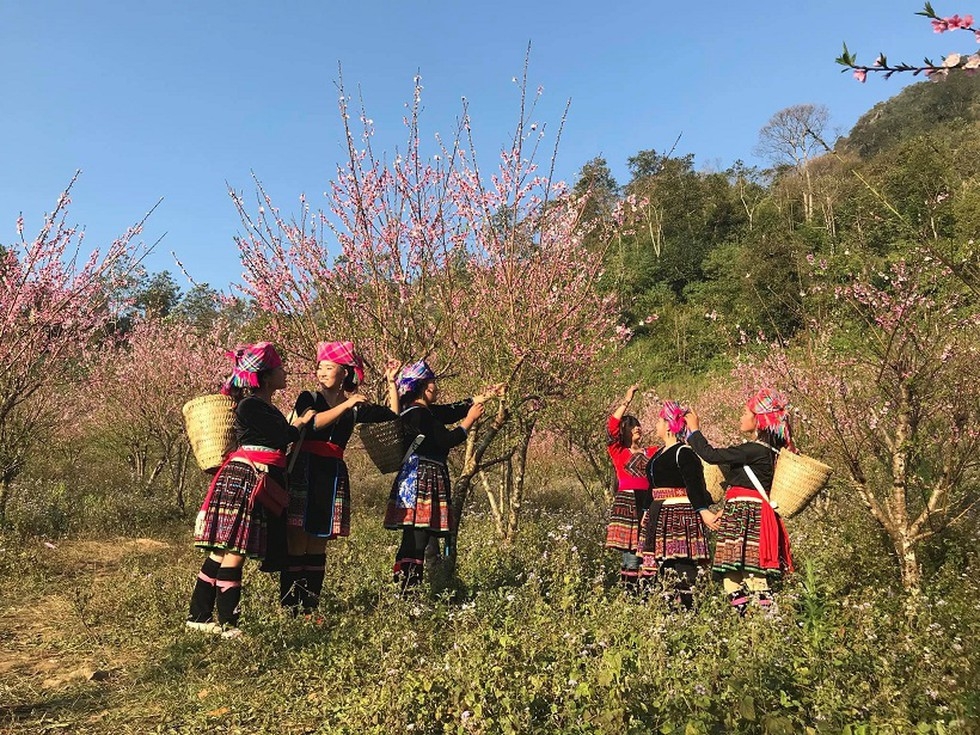 Peach blossom garden in Lai Chau