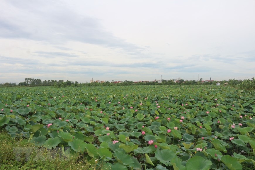 Chuyen Ngoai commune has around 80 ha of lotus swamp 