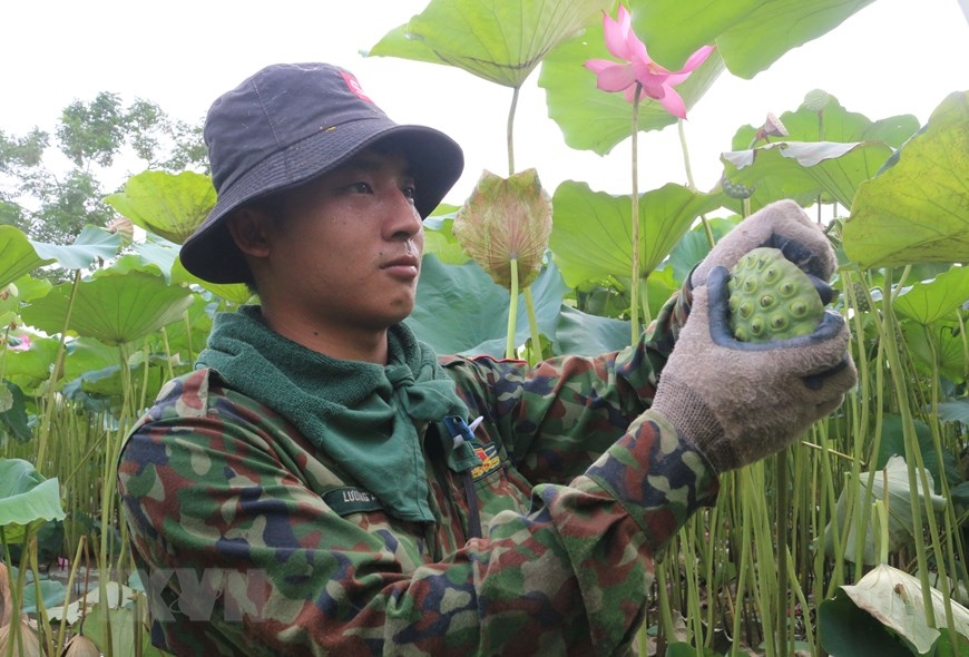 People have to go harvest the seeds early to avoid burning heat