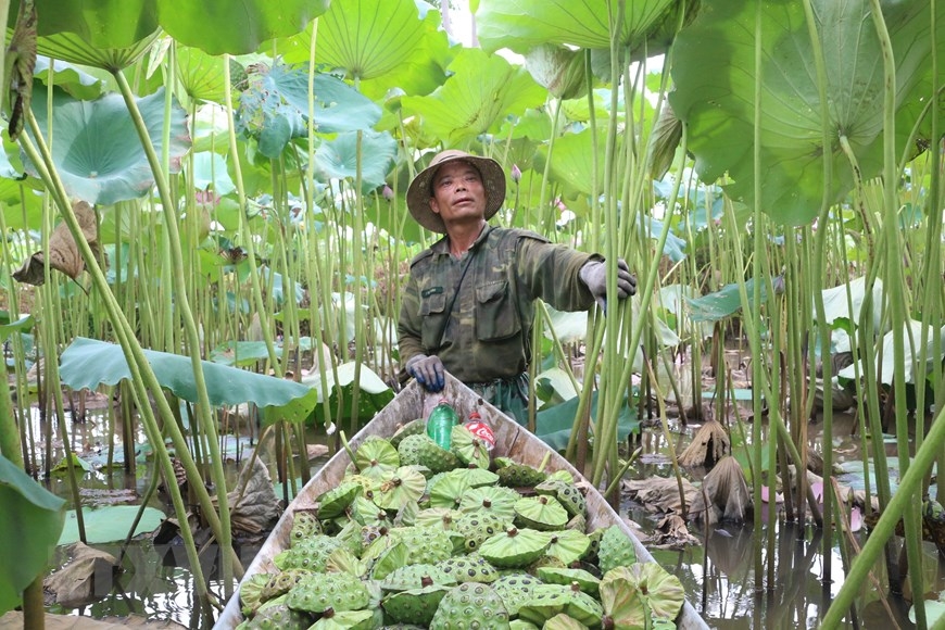 A boat full of lotus seeds in Chuyen Ngoai, Ha Nam