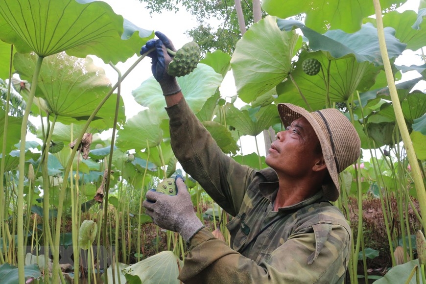 A farmer collects lotus pods in Chuyen Ngoai Commune
