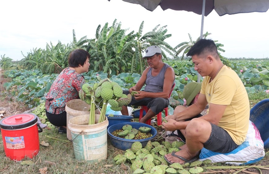 Each people can work up on 40 lotus pods per day