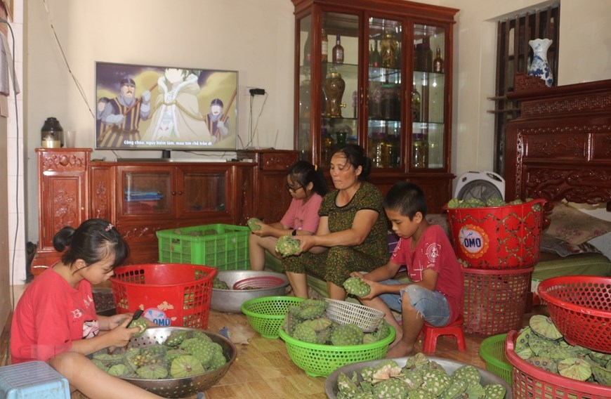 Lotus seeds harvest season in Ha Nam province