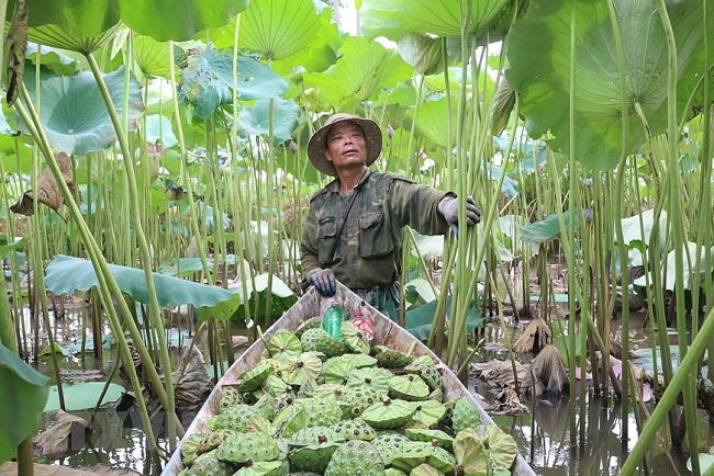 Lotus seeds harvest season in Ha Nam province