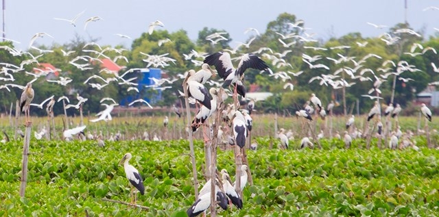 Stunning scene as thousands of rare storks flock Say swamp, central Vietnam