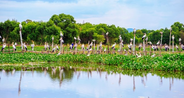 Stunning scene as thousands of rare storks flock Say swamp, central Vietnam