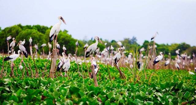 Stunning scene as thousands of rare storks flock Say swamp, central Vietnam
