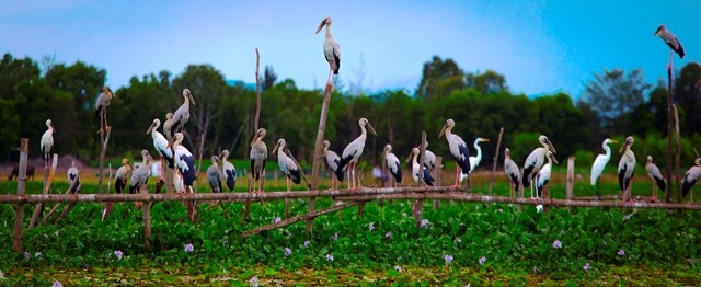 Stunning scene as thousands of rare storks flock Say swamp, central Vietnam