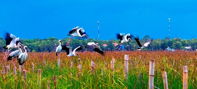 Stunning scene as thousands of rare storks flock Say swamp, central Vietnam