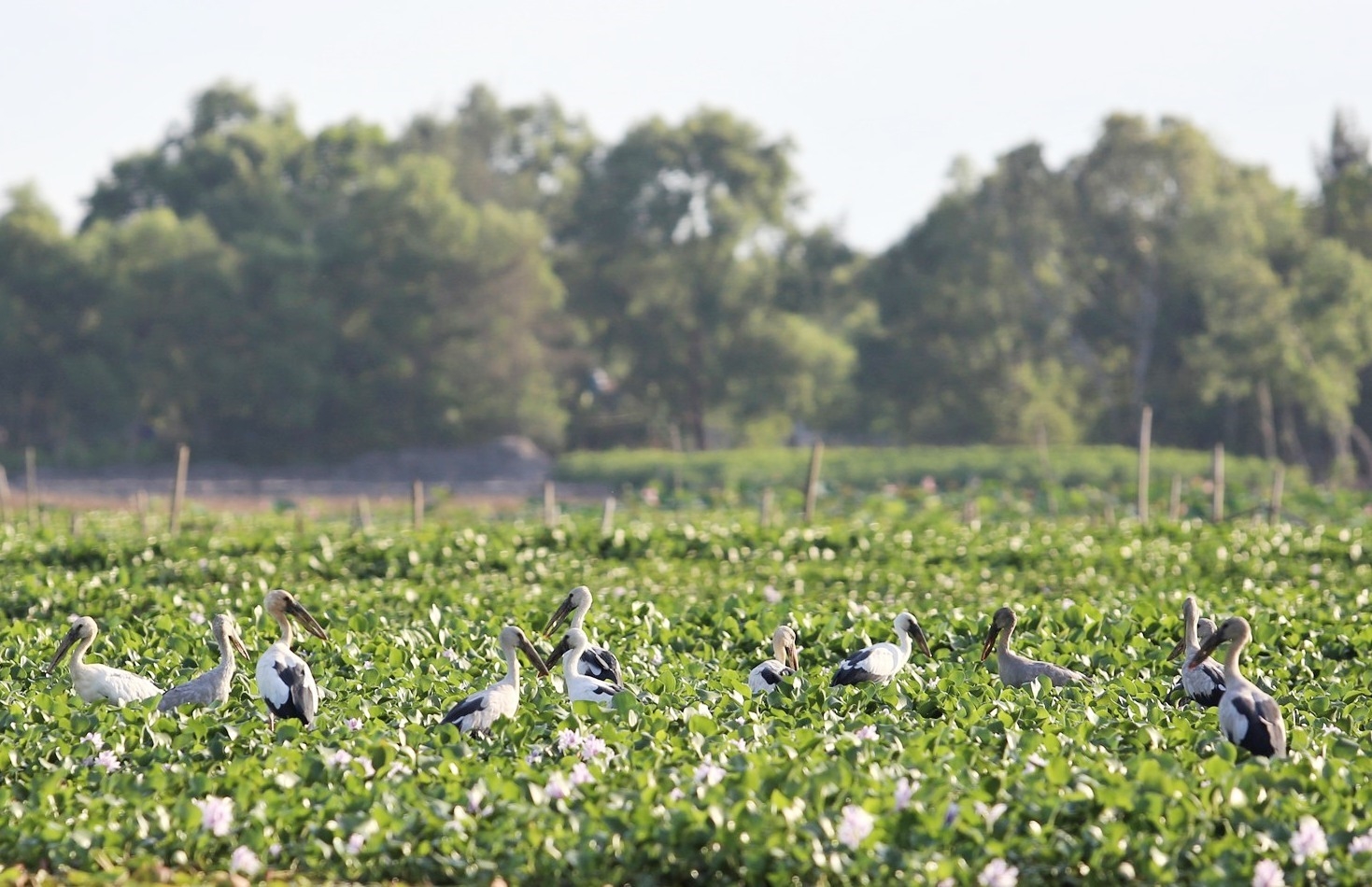 Stunning scene as thousands of rare storks flock Say swamp, central Vietnam