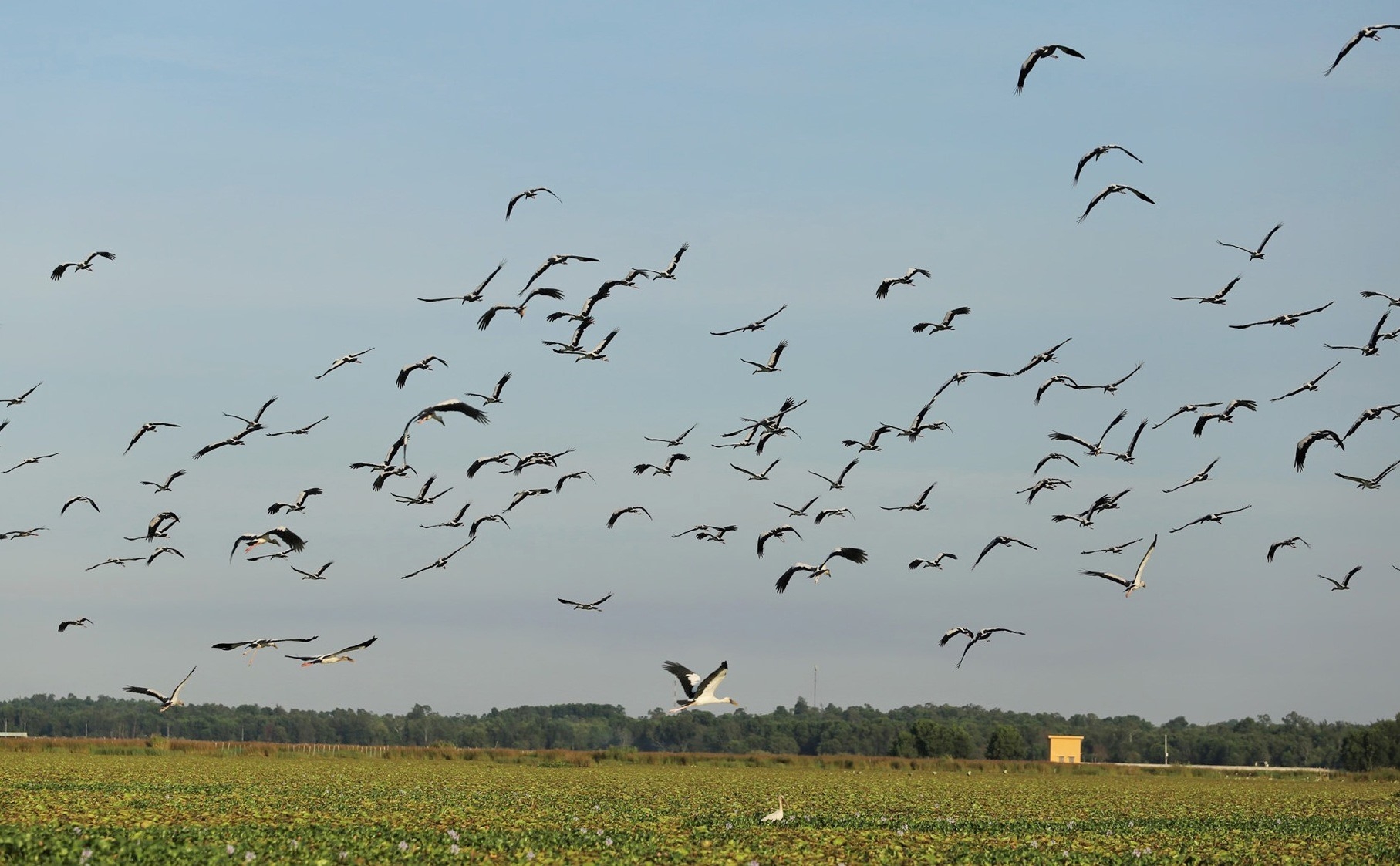 Stunning scene as thousands of rare storks flock Say swamp, central Vietnam