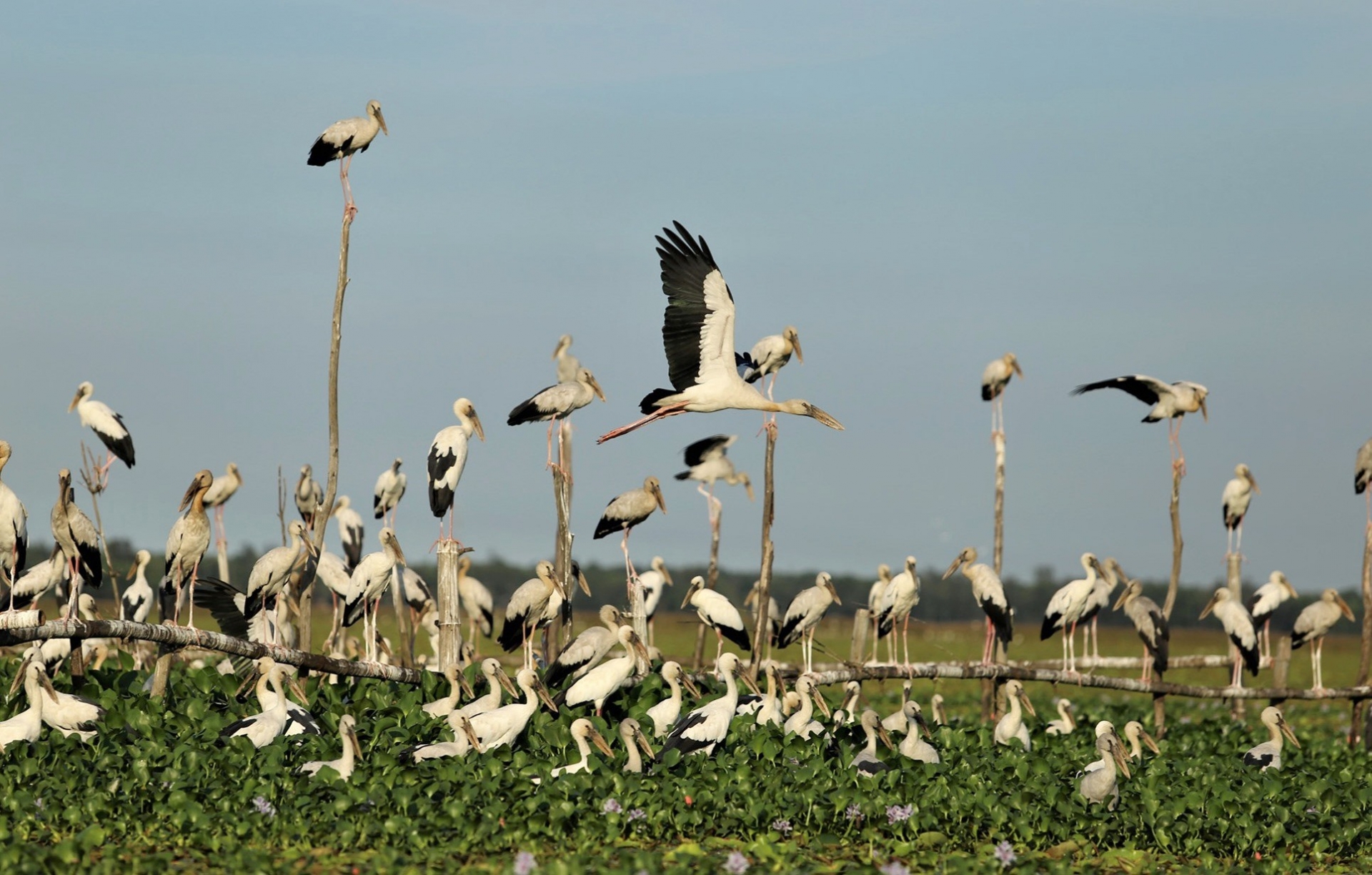 Stunning scene as thousands of rare storks flock Say swamp, central Vietnam