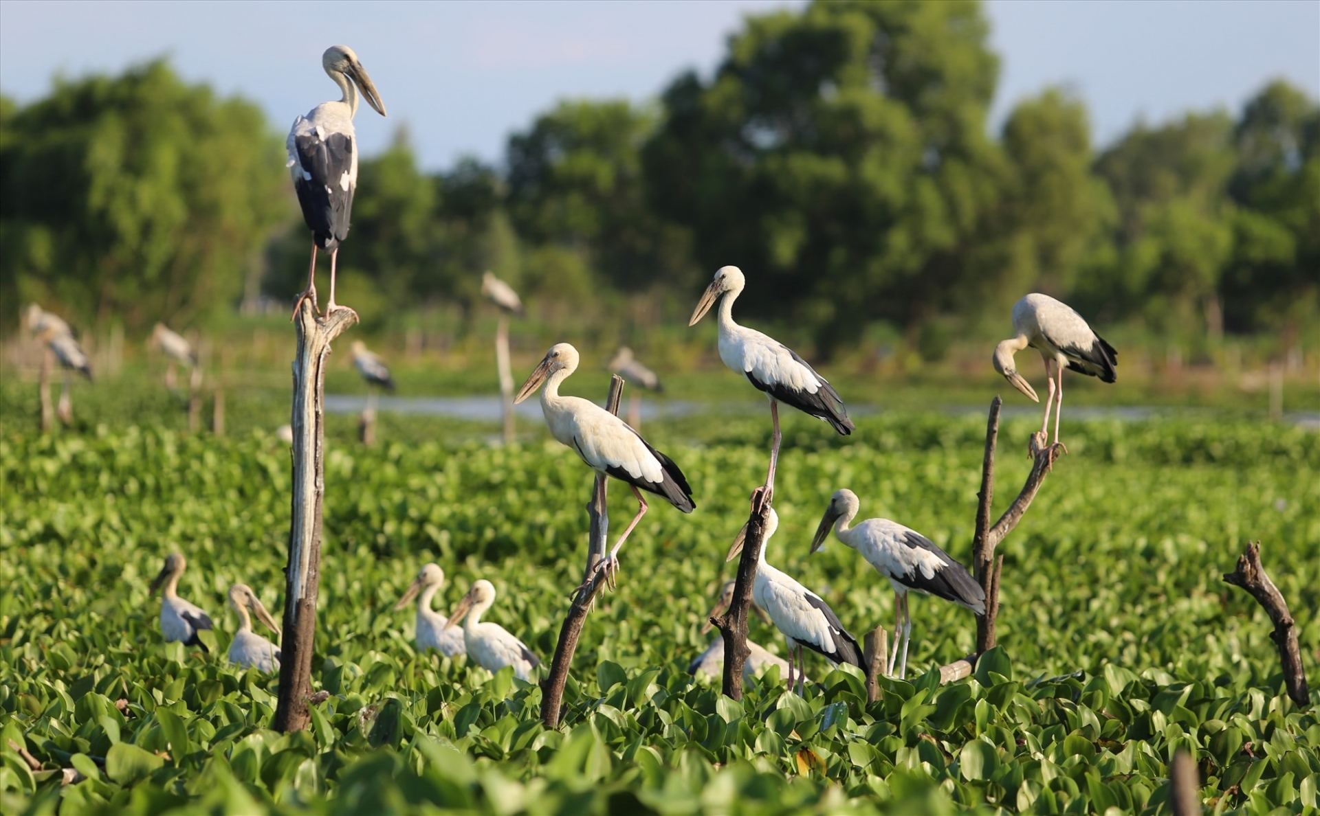 Stunning scene as thousands of rare storks flock Say swamp, central Vietnam