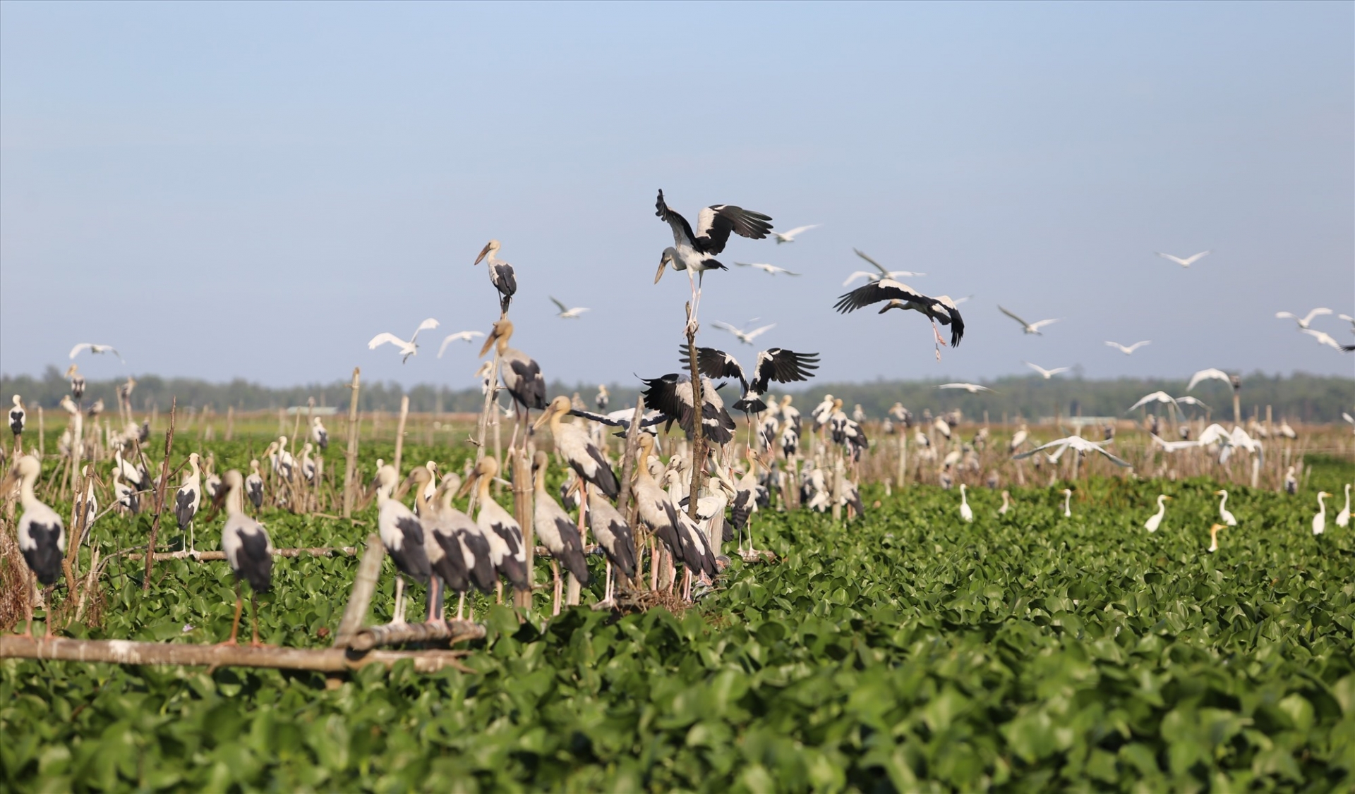 Stunning scene as thousands of rare storks flock Say swamp, central Vietnam